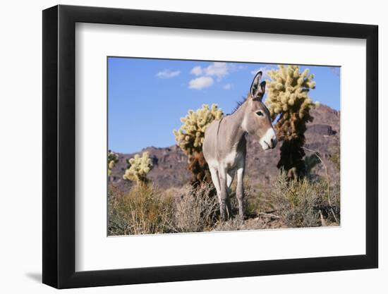 Donkey-null-Framed Photographic Print