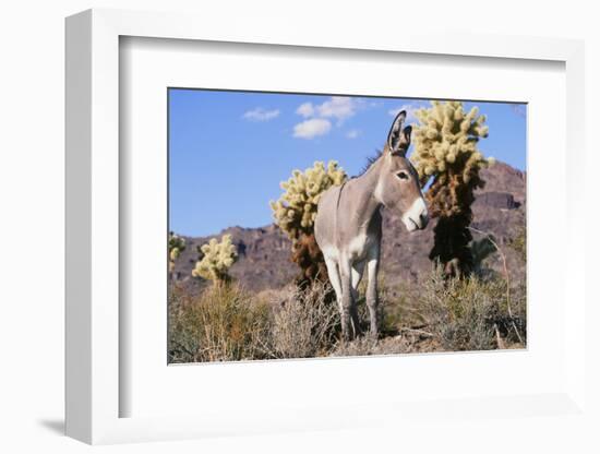 Donkey-null-Framed Photographic Print