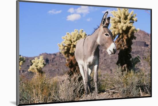 Donkey-null-Mounted Photographic Print