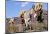 Donkey-null-Mounted Photographic Print