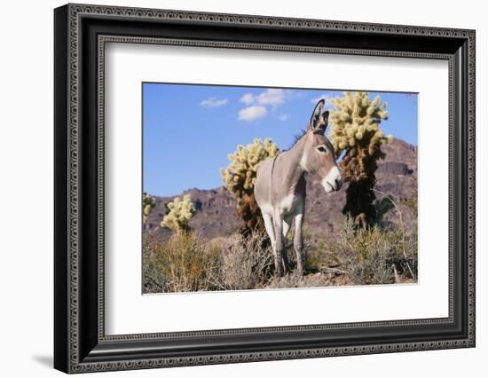 Donkey-null-Framed Photographic Print