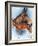 Donkey-Barbara Keith-Framed Giclee Print