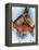 Donkey-Barbara Keith-Framed Premier Image Canvas