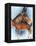 Donkey-Barbara Keith-Framed Premier Image Canvas