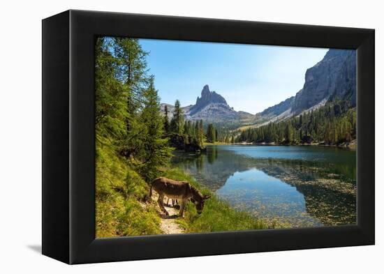 Donkeys at the edge of Lake Federa, Dolomites, Italy-Konrad Wothe-Framed Premier Image Canvas