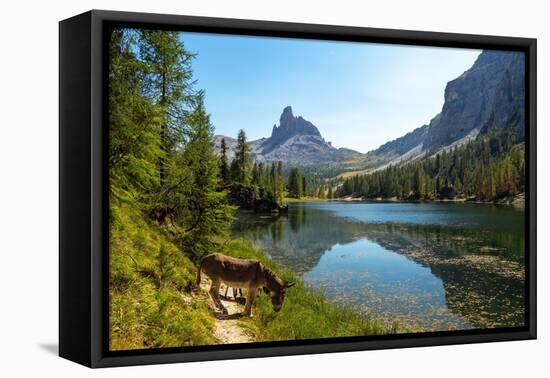 Donkeys at the edge of Lake Federa, Dolomites, Italy-Konrad Wothe-Framed Premier Image Canvas