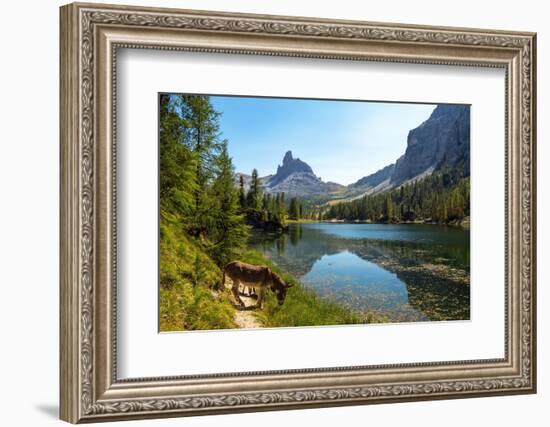 Donkeys at the edge of Lake Federa, Dolomites, Italy-Konrad Wothe-Framed Photographic Print