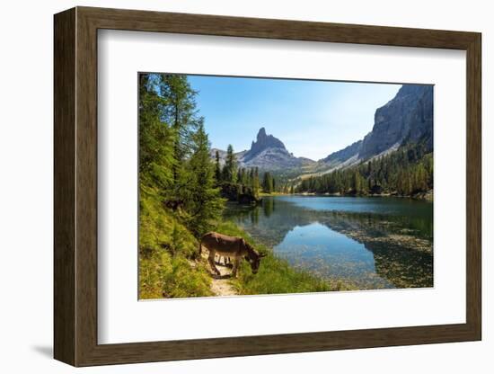 Donkeys at the edge of Lake Federa, Dolomites, Italy-Konrad Wothe-Framed Photographic Print