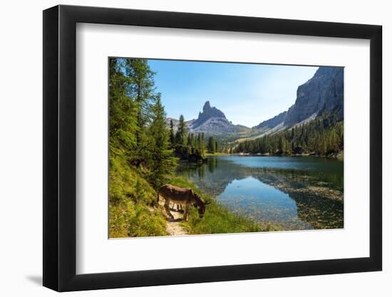 Donkeys at the edge of Lake Federa, Dolomites, Italy-Konrad Wothe-Framed Photographic Print