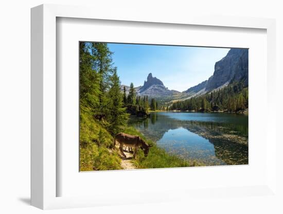 Donkeys at the edge of Lake Federa, Dolomites, Italy-Konrad Wothe-Framed Photographic Print