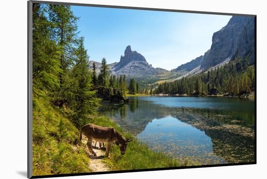 Donkeys at the edge of Lake Federa, Dolomites, Italy-Konrad Wothe-Mounted Photographic Print