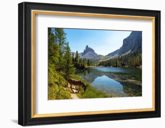 Donkeys at the edge of Lake Federa, Dolomites, Italy-Konrad Wothe-Framed Photographic Print