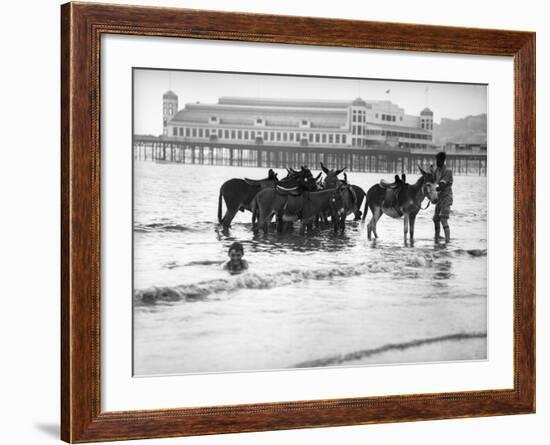 Donkeys in Sea--Framed Photographic Print