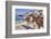 Donkeys on Greek Island-f8grapher-Framed Photographic Print