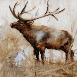 Grazing Elk-Donna Brooks-Mounted Art Print