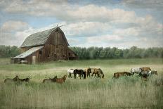 Grazing Elk-Donna Brooks-Stretched Canvas