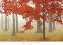 Autumn Mist II-Donna Geissler-Art Print
