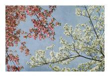 May Fourth-Donna Geissler-Giclee Print