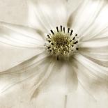 Whisper of Cosmos-Donna Geissler-Giclee Print