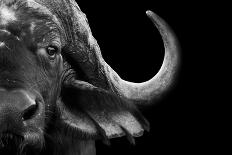 Close up Black and White Image of an African Cape Buffalo-Donovan van Staden-Photographic Print