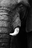 Powerful Image of an Elephant in Black and White-Donovan van Staden-Photographic Print