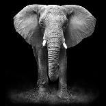 Powerful Image of an Elephant in Black and White-Donovan van Staden-Photographic Print