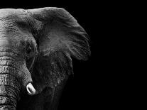 Powerful Image of an Elephant in Black and White-Donovan van Staden-Photographic Print