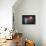 Donut Balloon-Octavian Mielu-Framed Stretched Canvas displayed on a wall