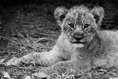 Cute Lion Cub In Black And White-Donvanstaden-Framed Art Print