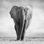 Elephant-Donvanstaden-Framed Photographic Print