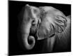 Photographic Print