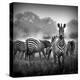 Stretched Canvas Print