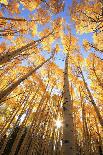 Dallas Divide, Uncompahgre National Forest, Colorado-Donyanedomam-Photographic Print