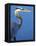 Doomed Great Blue Heron, Venice, Florida, USA-Charles Sleicher-Framed Premier Image Canvas