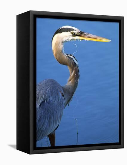 Doomed Great Blue Heron, Venice, Florida, USA-Charles Sleicher-Framed Premier Image Canvas