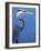 Doomed Great Blue Heron, Venice, Florida, USA-Charles Sleicher-Framed Photographic Print