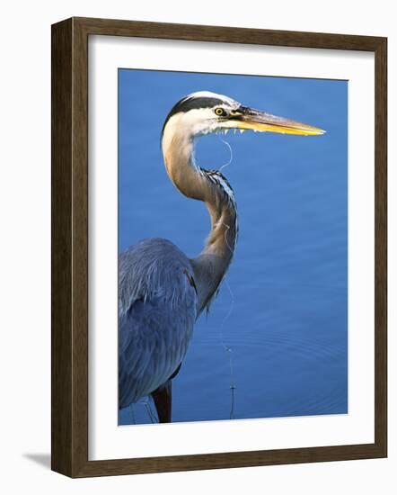 Doomed Great Blue Heron, Venice, Florida, USA-Charles Sleicher-Framed Photographic Print