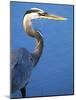 Doomed Great Blue Heron, Venice, Florida, USA-Charles Sleicher-Mounted Photographic Print