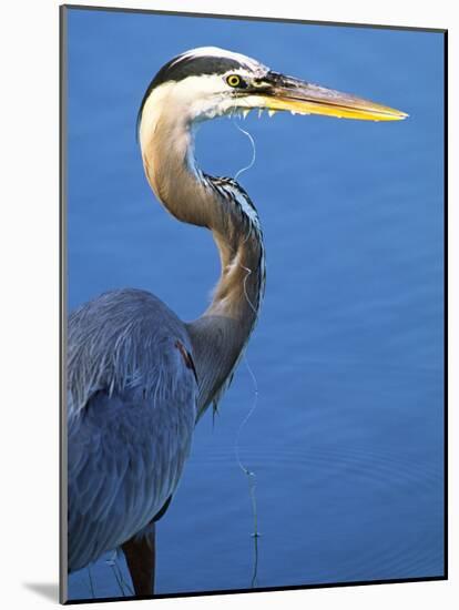 Doomed Great Blue Heron, Venice, Florida, USA-Charles Sleicher-Mounted Photographic Print