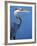 Doomed Great Blue Heron, Venice, Florida, USA-Charles Sleicher-Framed Photographic Print