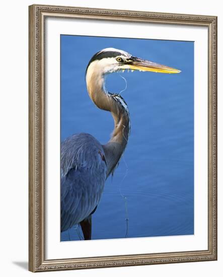 Doomed Great Blue Heron, Venice, Florida, USA-Charles Sleicher-Framed Photographic Print