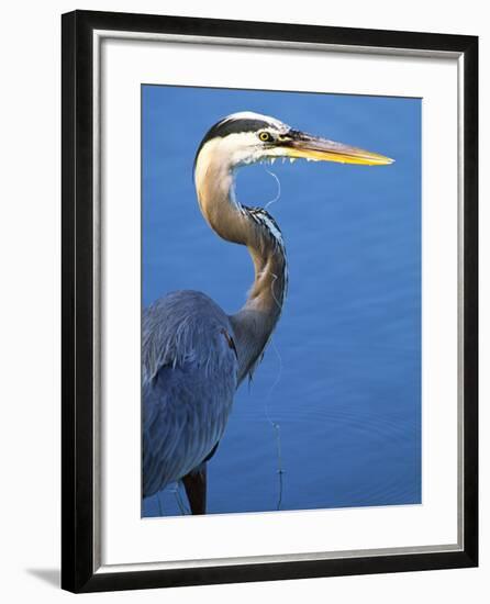 Doomed Great Blue Heron, Venice, Florida, USA-Charles Sleicher-Framed Photographic Print