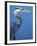 Doomed Great Blue Heron, Venice, Florida, USA-Charles Sleicher-Framed Photographic Print