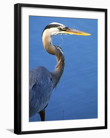 Doomed Great Blue Heron, Venice, Florida, USA-Charles Sleicher-Framed Photographic Print