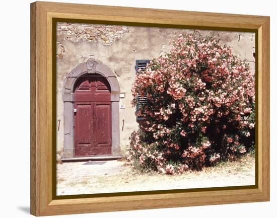 Door and Pink Oleander Flowers, Lucardo, Tuscany, Italy-Michele Molinari-Framed Premier Image Canvas