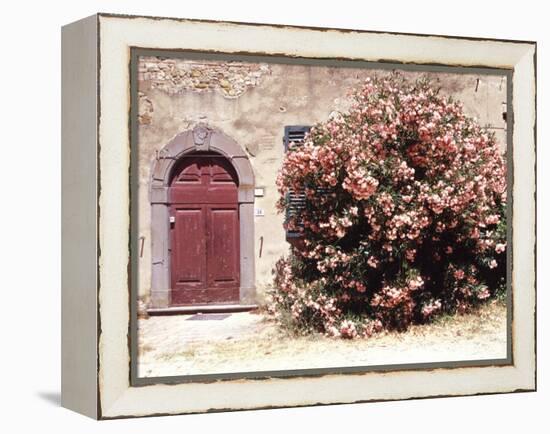 Door and Pink Oleander Flowers, Lucardo, Tuscany, Italy-Michele Molinari-Framed Premier Image Canvas