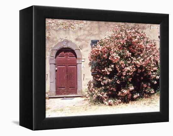 Door and Pink Oleander Flowers, Lucardo, Tuscany, Italy-Michele Molinari-Framed Premier Image Canvas