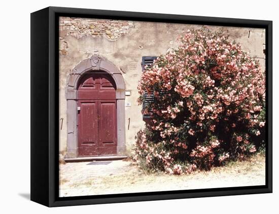 Door and Pink Oleander Flowers, Lucardo, Tuscany, Italy-Michele Molinari-Framed Premier Image Canvas