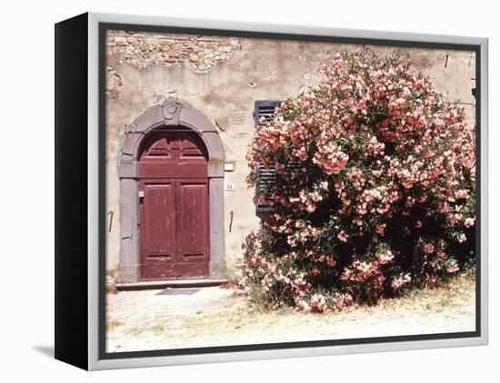 Door and Pink Oleander Flowers, Lucardo, Tuscany, Italy-Michele Molinari-Framed Premier Image Canvas
