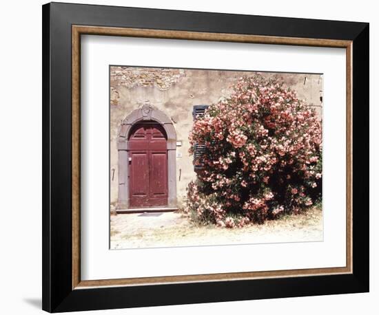 Door and Pink Oleander Flowers, Lucardo, Tuscany, Italy-Michele Molinari-Framed Photographic Print